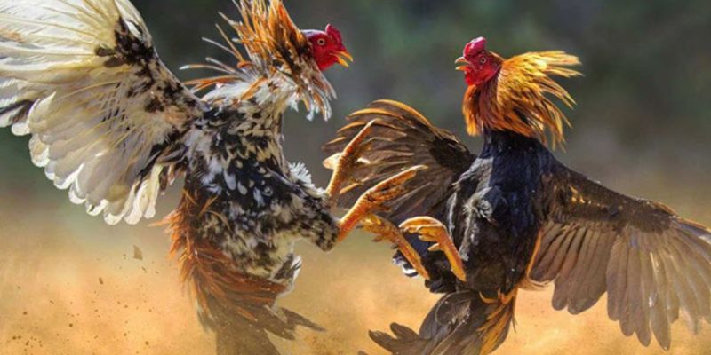 chọi gà trực tuyến Kubet