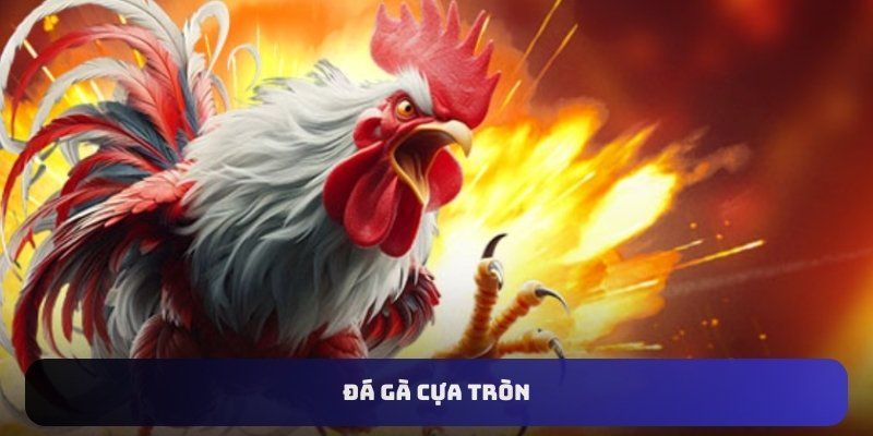 Đôi nét về đá gà cựa tròn