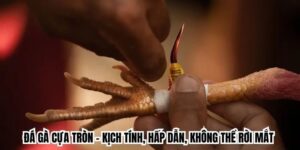 đá gà cựa tròn