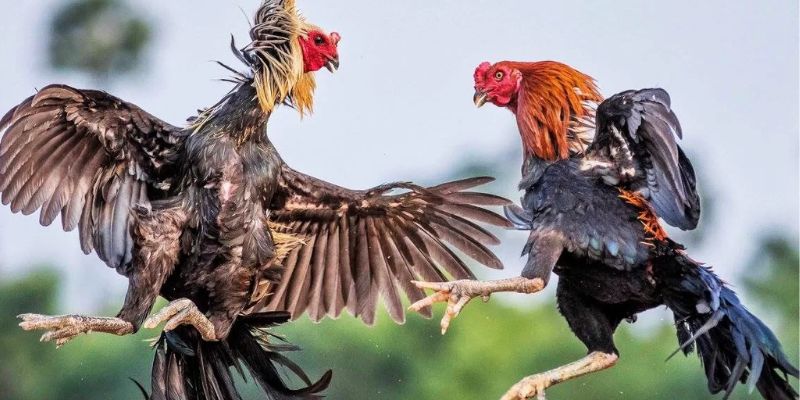 Hướng dẫn cá cược chọi gà trực tuyến Kubet hiệu quả nhất