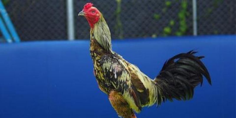 Lối Gà Chọi Hay Nhất - Các Kỹ Thuật Huấn Luyện Chuẩn Xác 2 Lối gà chọi hay nhất là gì?