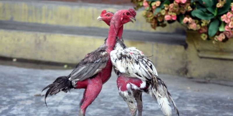 Lối Gà Chọi Hay Nhất - Các Kỹ Thuật Huấn Luyện Chuẩn Xác 3 Kỹ thuật huấn luyện đúng