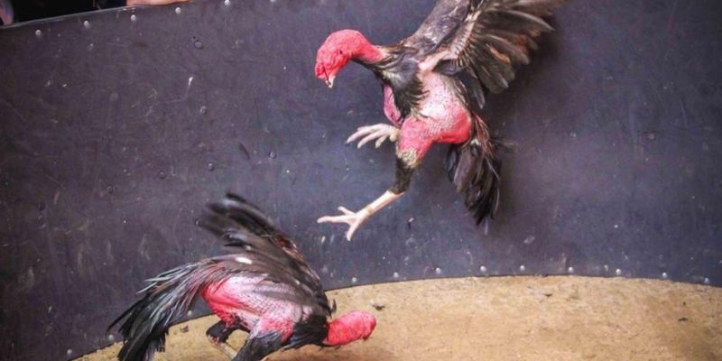 Lối Gà Chọi Hay Nhất - Các Kỹ Thuật Huấn Luyện Chuẩn Xác 4 Lối gà chọi hay nhất nhà cái