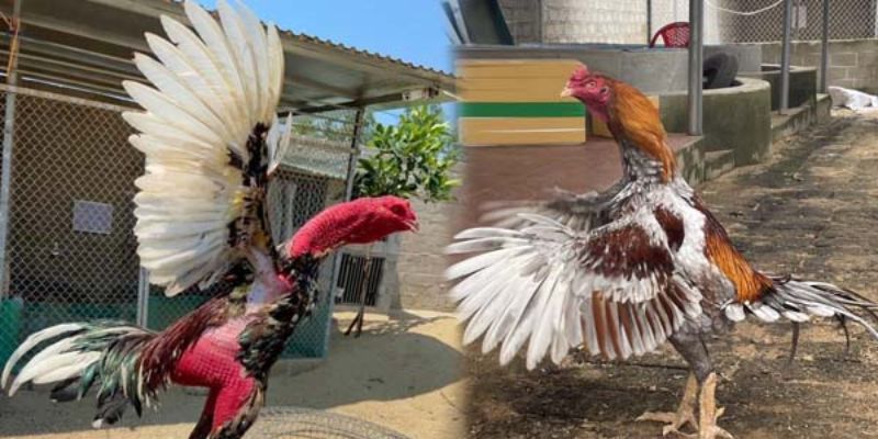 Lối Gà Chọi Hay Nhất - Các Kỹ Thuật Huấn Luyện Chuẩn Xác 1 lối gà chọi hay nhất