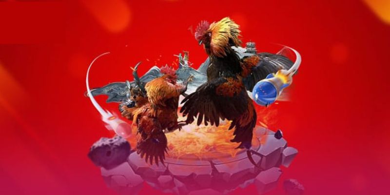 Những giống gà chiến được ưa chuộng trong đấu trường